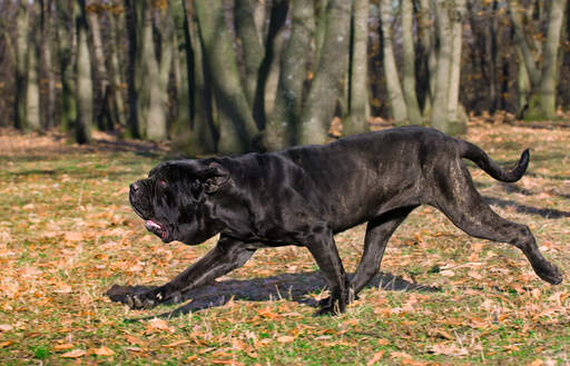 Der unglaublich lange und kräftige körper eines neapolitanischen mastiffs