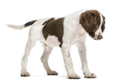 Ein energiegeladener englischer springer spaniel welpe mit einem sehr weichen fell