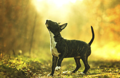 Ein kleiner, schwarzer bullterrier, der in der sonne spielt