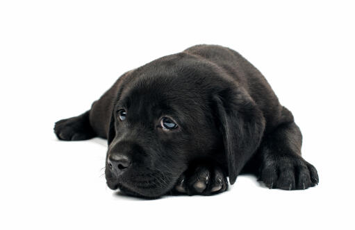 Ein freundlicher kleiner labrador-retriever-welpe, der sich brav hinlegt