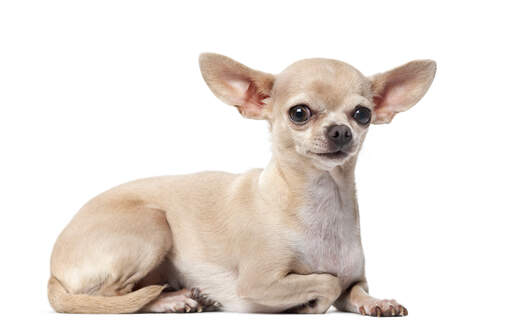 Ein süßer kleiner chihuahua, der sich hinlegt