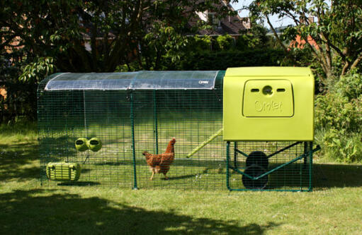 Seitenansicht des Eglu Cube hühnerstalls mit auslauf, durchsichtiger abdeckung und hühnern