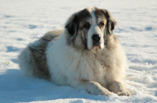 Pyrenäische-mastiff-liegend-unten