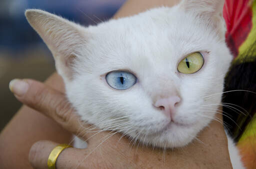 Eine hübsche khao manee katze mit einem gelben und einem blauen auge