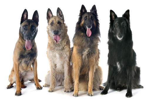 Die vier typen des belgischen schäferhundes (groenendael, laekenois, malinois, tervueren)