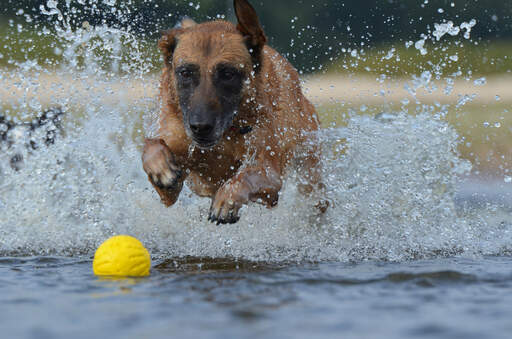 Ein kräftiger belgischer schäferhund (malinois) plantscht im wasser