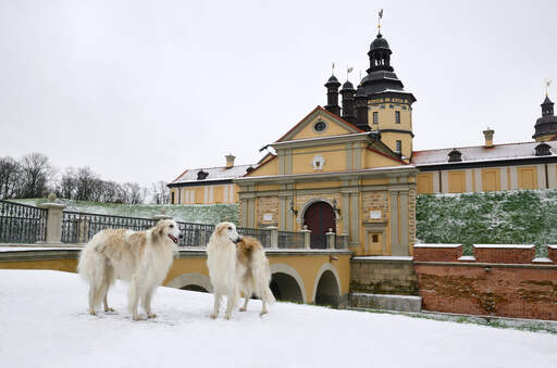 Zwei gesunde, erwachsene barsois, die draußen auf dem Snow