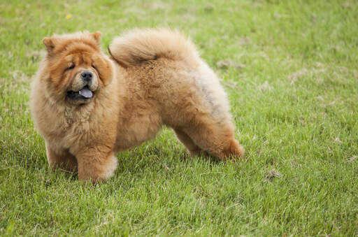 Ein gesunder erwachsener chow-chow, der seinen schönen, buschigen schwanz zeigt