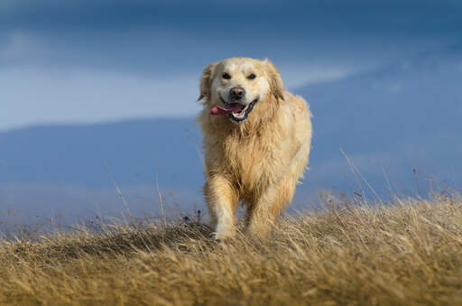 Ein nasser Golden retriever genießt die bewegung im freien