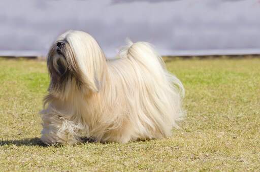 Ein gesunder, erwachsener lhasa apso, der sein schönes, langes und gepflegtes fell zur schau stellt