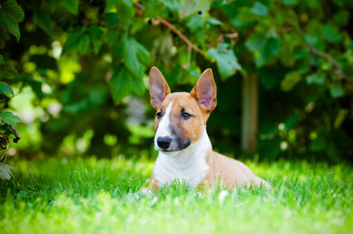 Ein gesunder, kleiner miniatur-bullterrier liegt im gras und genießt die sonne