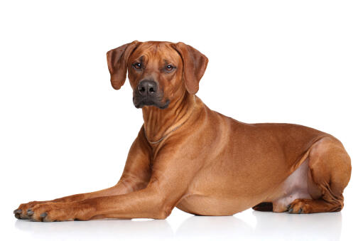 Ein GorGeous rhodesian ridgeback liegt sehr ordentlich, pfoten zusammen