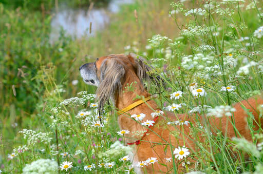 Ein saluki, der seinen kopf aus dem langen gras steckt