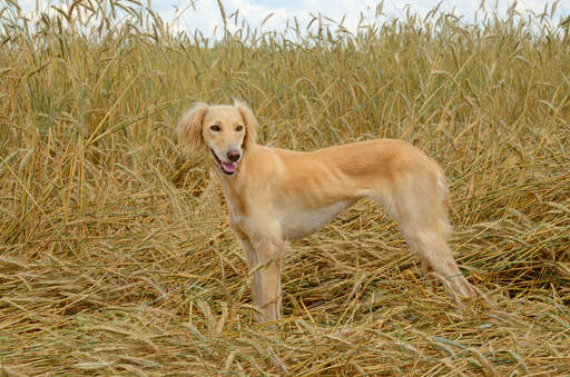 Ein erwachsener saluki, der sein wunderschönes, weiches fell und seinen schlanken körperbau zur schau stellt