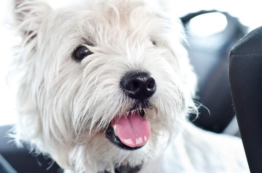 Eine nahaufnahme des schönen weißen fells eines west highland terriers mit einer schwarzen knopfnase