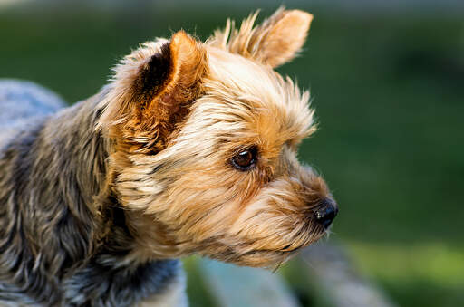 Eine nahaufnahme des kurzen, dichten und drahtigen fells eines yorkshire-terriers