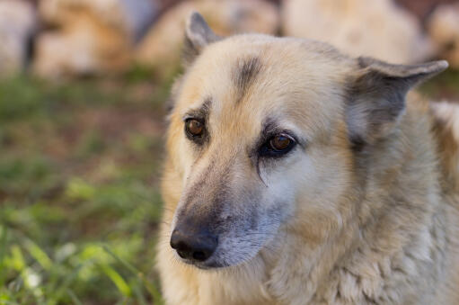 Norwegisch-buhund-gesicht