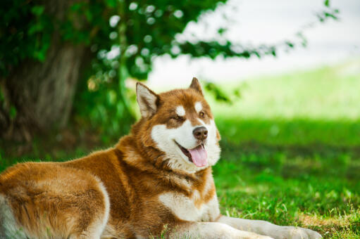 Ein braun-weißer alaskan malamute ruht sich draußen im gras aus