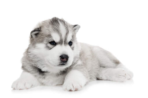 Ein junger alaskan malamute welpe mit einem schönen dichten fell