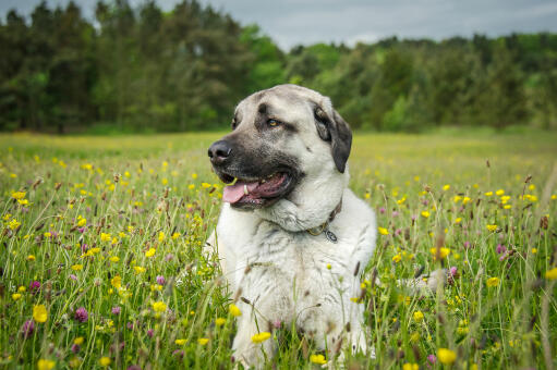 Ein gesunder, erwachsener anatolischer schäferhund liegt im gras