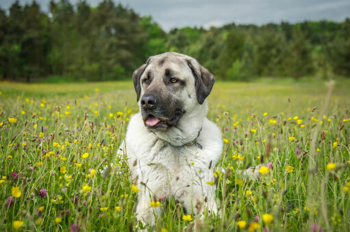 Ein schöner erwachsener anatolischer schäferhund mit gesundem, dichtem fell