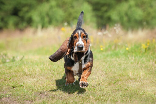Ein basset hound, der mit erhobenem schwanz läuft