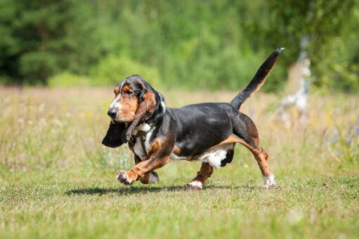 Ein schöner, schlendernder basset hound mit einem dichten, dunklen fell