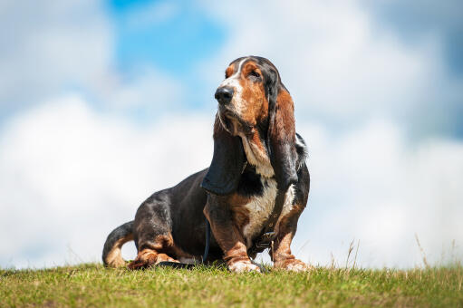 Ein süßer, kleiner basset hound, der seine großen schlappohren und seine lange nase zur schau stellt