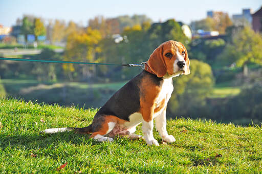 Ein männlicher beagle-welpe, mit einem schönen, kurzen, dichten fell