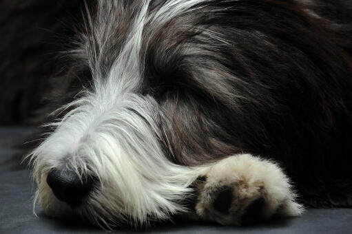 Eine nahaufnahme des schönen langen fells eines bearded collie