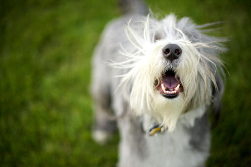 Ein süßer kleiner bearded collie welpe genießt die freie natur