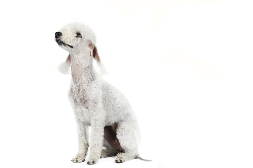 Ein junger erwachsener bedlington terrier sitzt aufmerksam