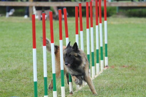 Ein flinker belgischer schäferhund (tervueren) auf einem agility-parcours