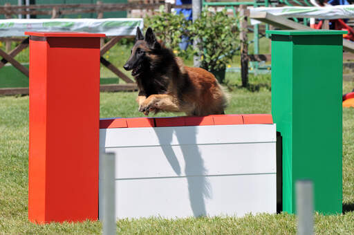 Ein wendiger belgischer schäferhund (tervueren) springt über eine hürde