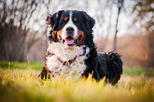 Ein schöner erwachsener berner sennenhund, der im gras liegt