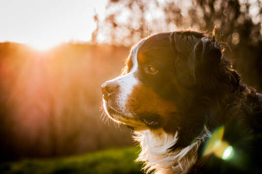 Eine nahaufnahme der kurzen nase und des dichten, dunklen fells eines berner sennenhundes