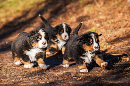 Drei liebe, kleine berner sennenhunde, die draußen herumlaufen