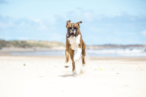 Ein boxer stürmt den strand hinauf