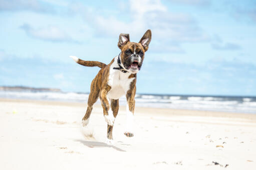 Ein glücklicher boxer, der am strand herumhüpft