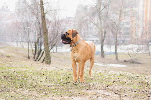 Ein gesunder erwachsener bullmastiff, der seinen großen, kräftigen körperbau zur schau stellt