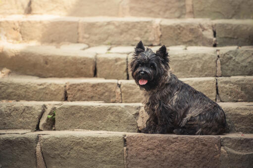 Ein schöner, kleiner schwarzer cairn-terrier, der brav auf einer stufe sitzt
