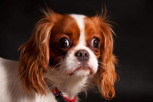 Eine nahaufnahme eines schönen cavalier king charles spaniels mit langem, weichem fell