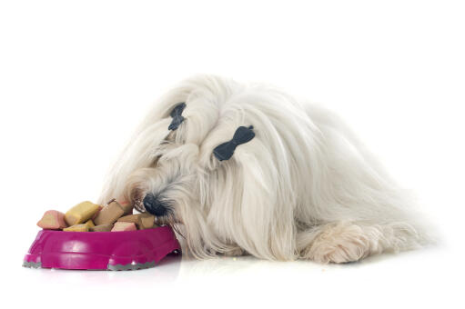 Ein coton de tulear genießt ein abendessen