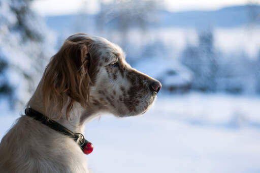 Die schöne, lange nase und die weichen, struppigen ohren eines english setters