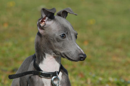 Ein schöner kleiner grauer italienischer windhund mit gespitzten ohren