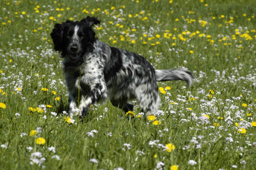 Ein großer münsterländer, der einen spaziergang durch ein feld mit wilden blumen genießt