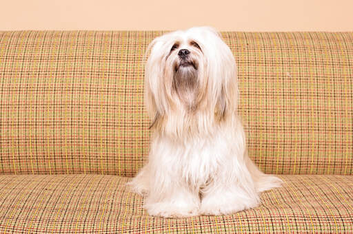 Ein lhasa apso mit einem schönen, langen, weichen fell, der auf dem sofa sitzt