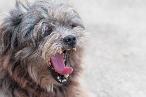 Ein erwachsener lhasa apso, der gähnt und dabei seine hübschen kleinen zähne zeigt