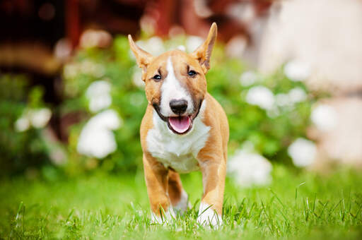 Ein hübscher, junger, erwachsener miniatur-bullterrier mit einem schönen, weichen fell