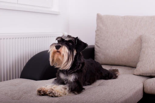 Ein zwergschnauzer mit einem schönen, langen bart, der auf dem sofa liegt